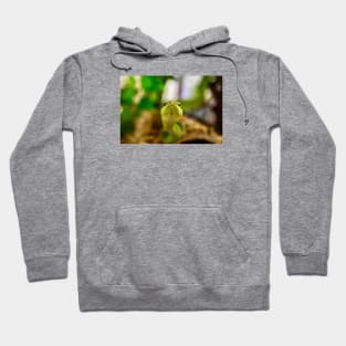 Snake Kiss / Swiss Artwork Photography Hoodie